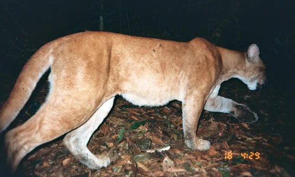 © Cenap - Icmbio / Divulgação