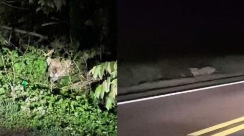 onças pintadas em ms