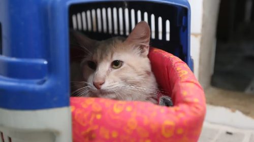 Foto: Valter Capanato/Agência Brasil