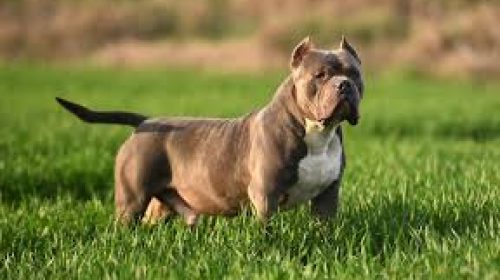 pitbull