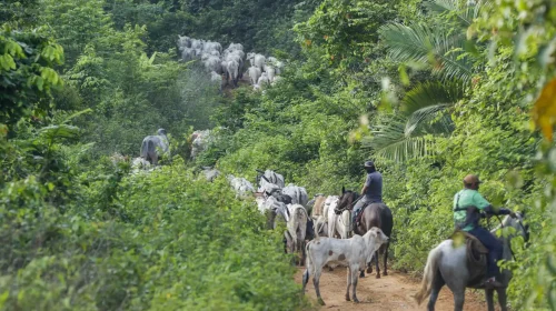vaqueiros contratados pelo Ibama conduzindo gado em uma área de vegetação