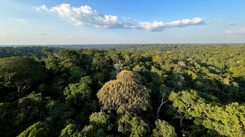 vista aérea da floresta amazônica